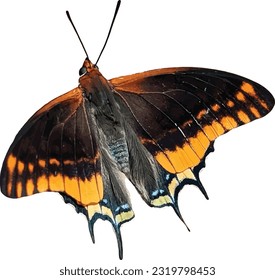 Orange and black butterfly with transparent background