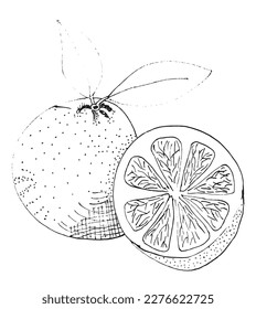 Imagen vectorial de ilustración de contorno negro naranja. Dibujo manual de dibujo de imágenes. Icono de logotipo original simple a partir del dibujo de lápiz.
