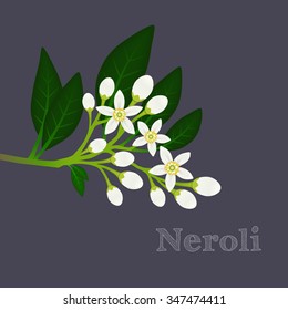 Orange blossom branch with flowers, buds and leaves. Floral composition with fleur d'orange. Neroli design on a dark background. Vector illustration for use in web design, print or other visual area.