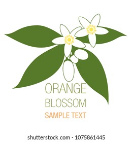 Orange blossom flowers with buds and leaves isolated on white background