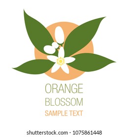 Orange blossom flowers with buds and leaves isolated on white background