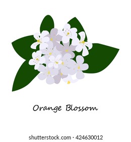 Orange Blossom. Flowers from an orange tree, traditionally for by the bride at a wedding. eps10 vector illustration.