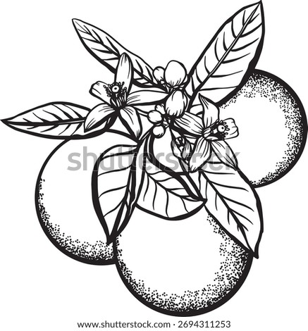 Orange blossom Hand drawn vector illustration. Black and white graphics on a white background