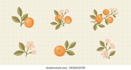 Orange blossom illustrations. Fruits and flowers on branches. Orange blooming time. Growing orange fruits vector illustration.