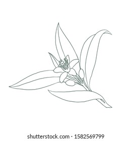 Orange blossom. Isolated outline vector illustration of citrus tree with leaves and flowers.