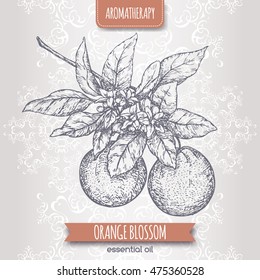 Orange blossom sketch on elegant lace background. Aromatherapy series. Great for traditional medicine, perfume design, cooking or gardening.