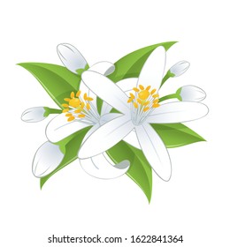 Orange blossoms and leaves isolated on white background.