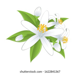 Orange blossoms and leaves isolated on white background.