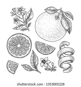 Orange botanical illustration. Engraved style. Vector illustration