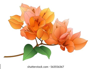  orange bougainvillea branch with leaves isolated on white background