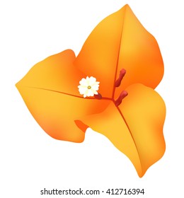   Orange bougainvillea flower
