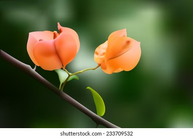 orange bougainvillea on the branch with leaves on the green background