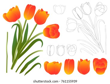 Orange Bouquet Tulip. Vector Illustration. Isolated on White Background.