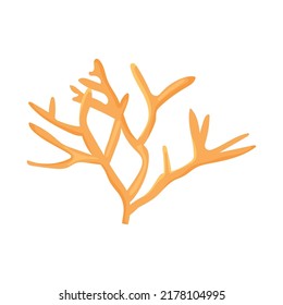 orange branch coral on white background