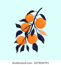 Orange branch. Decorative orange tree branch with fruits.