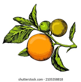 Orange branch hand drawn vector illustration. Summer fruit engraved illustration. Isolated sketch orange, leaves and branch. Botanical sketch of tropical citrus. For label, juice packaging
