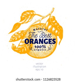 Orange branch illustration. Hand drawn vector fruit illustration. Engraved style. Vintage citrus illustration.