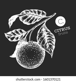 Orange branch illustration. Hand drawn vector tangerine illustration on chalk board. Engraved style fruit. Vintage citrus illustration.