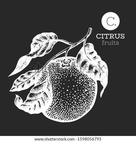 Orange branch illustration. Hand drawn vector fruit illustration on chalk board. Engraved style. Retro citrus illustration.