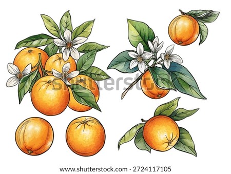 Orange branch set botanical illustration with citrus fruit blossom leaves hand drawn motifs for decoration design, kitchen gardening culinary themes organic ingredient, classic motif vector style.