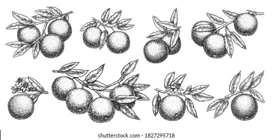 Orange branch sketch. Growth mandarin or, grapefruit or orange branch with leaf and citric fruit on stem detailed outline sketch illustration. Vector hand drawn botanical horticultural set on white