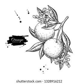 Orange branch vector drawing. Summer fruit engraved  illustration. Isolated hand drawn whole orange, leaves and flower bloom.  Botnical sketch of tropical citrus. For label,  juice packaging