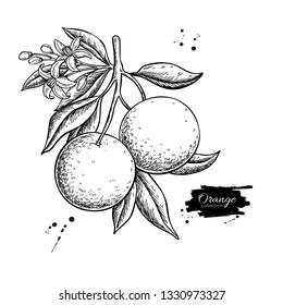 Orange branch vector drawing. Summer fruit engraved  illustration. Isolated hand drawn whole orange, leaves and flower bloom.  Botnical sketch of tropical citrus. For label,  juice packaging