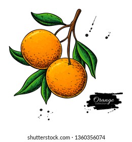 Dibujo vectorial de bifurcación naranja. Ilustración del color de la fruta de verano. Aisladas, dibujadas a mano, con naranja entero y hojas. Dibujo botánico de cítricos. Comida tropical. Excelente para etiquetas, carteles, impresos, paquetes de jugo