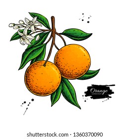 Orange branch vector drawing. Summer fruit color illustration. Isolated hand drawn whole orange, leaves and flower bloom. Botnical sketch of tropical citrus. For label, juice packaging