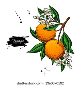 Orange branch vector drawing. Summer fruit color illustration. Isolated hand drawn whole orange, leaves and flower bloom. Botnical sketch of tropical citrus. For label, juice packaging