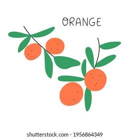 Rama naranja. Ilustración vectorial sobre fondo blanco.