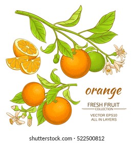 orange branches vector set on white background