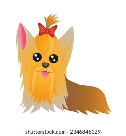 orange brown, long haired dog, yorkshire terrier
