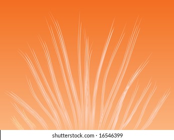 Orange Bush