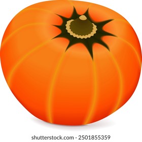 Orange buttercup squash. Winter squash. Cucurbita maxima. Fruits and vegetables. Isolated vector illustration.