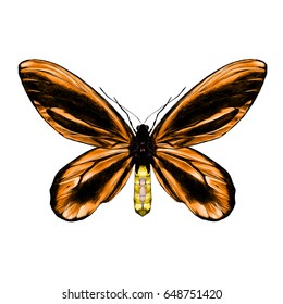 orange butterfly with a black pattern on the wings of the symmetric top view sketch vector graphics color picture