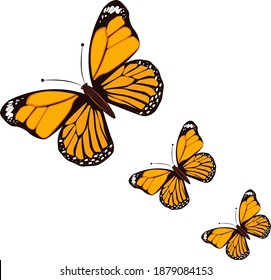 Orange butterfly ,illustration, vector on white background.