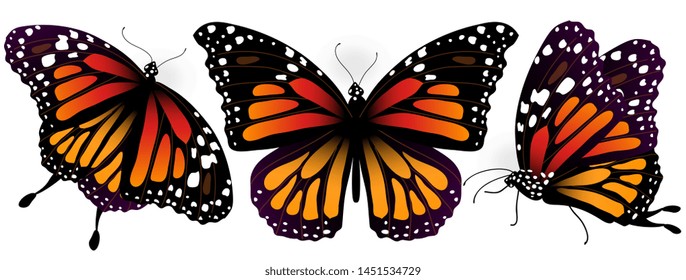 Orange  butterfly, isolated on a white