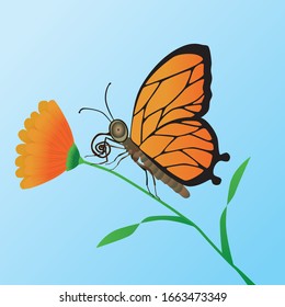 Orange butterfly on an orange flower