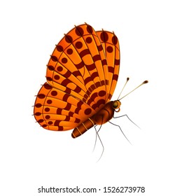 Orange butterfly on a white background, flying insect. Vector
