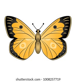 Orange  butterfly vector illustration isolated on white background.