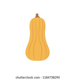 Orange butternut squash vector illustration. Autumn pumpkin with brown stem, vegetable graphic icon or print, isolated. Vector stock illustration