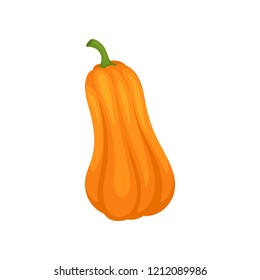 Orange butternut squash vector Illustration on a white background