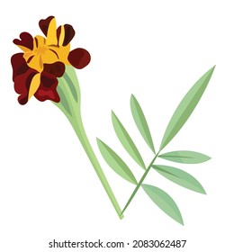 Orange calendula, flower, symbol of the Mexican holiday Day of the Dead. Vector stock illustration isolated on white background.