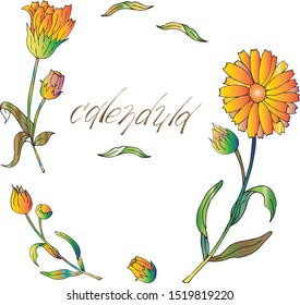 orange calendula set colorful gradient with lettering