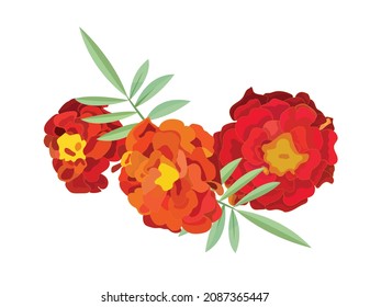 Orange calendula, symbol of the Mexican holiday Day of the Dead. Decorative element, bouquet. Vector stock illustration isolated on white background.