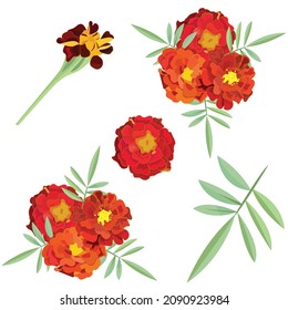 Orange calendula, symbol of the Mexican holiday Day of the Dead. Seamless pattern. Vector stock illustration.