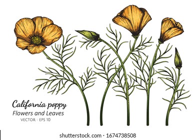 Orange California Poppy flower and leaf drawing illustration with line art on white backgrounds.