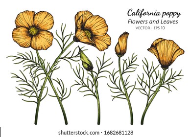 Orange California Poppy flower and leaf drawing illustration with line art on white backgrounds.