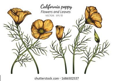 Orange California Poppy flower and leaf drawing illustration with line art on white backgrounds.